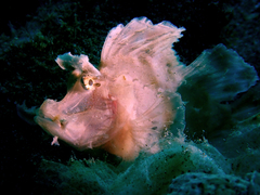 Rhinopias eschmeyeri
