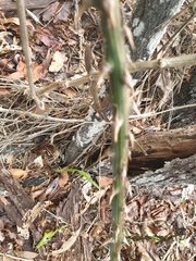 Asparagus africanus
