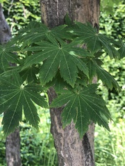 Acer pseudosieboldianum
