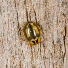 Harmonia antipoda