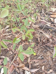 Desmodium rhytidophyllum