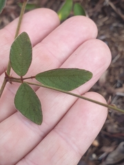 Desmodium rhytidophyllum