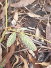 Desmodium rhytidophyllum