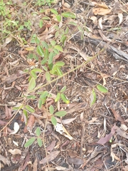 Desmodium rhytidophyllum