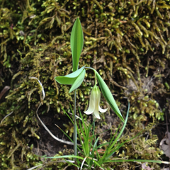 Uvularia