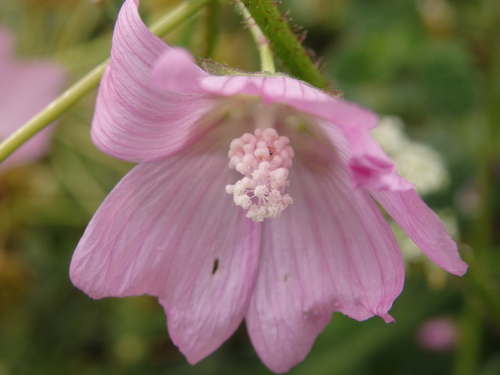 Image of Malva tournefortiana by (c) Carminda Santos, some rights reserved (CC BY)