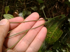Orthosia stenophylla