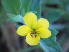 Viola purpurea