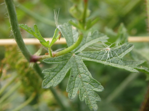 Image of Malva tournefortiana by (c) Carminda Santos, some rights reserved (CC BY)