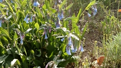 Mertensia oblongifolia
