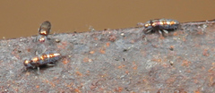 Lepidocyrtus fimicolus