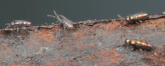 Lepidocyrtus fimicolus