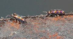 Lepidocyrtus fimicolus