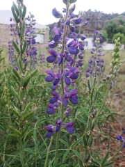 Lupinus mexicanus
