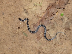 Lycodon travancoricus