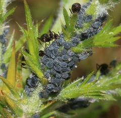 Aphis ulicis