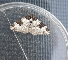 Xanthorhoe fluctuata