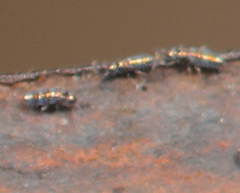 Lepidocyrtus fimicolus