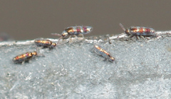 Lepidocyrtus fimicolus