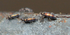 Lepidocyrtus fimicolus