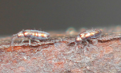 Lepidocyrtus fimicolus