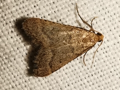 Bostra obsoletalis