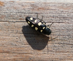 Buprestis octoguttata
