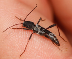 Neoclytus muricatulus