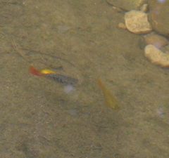 Xiphophorus variatus