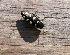 Buprestis octoguttata