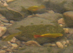 Xiphophorus variatus