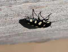 Buprestis octoguttata