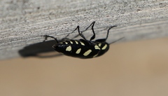 Buprestis octoguttata