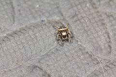 Habronattus cuspidatus