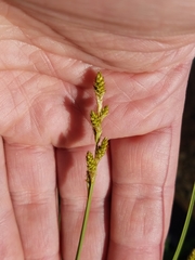 Carex canescens