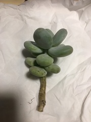Pachyphytum