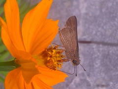 Panoquina ocola