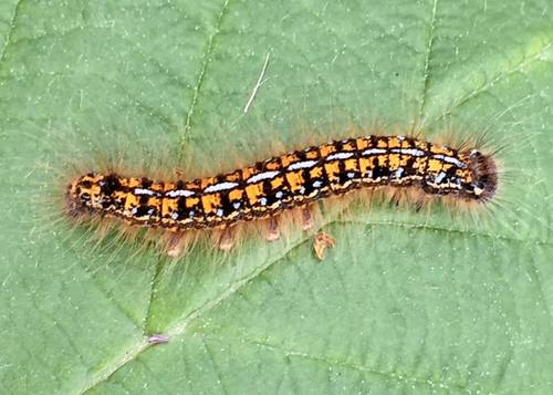 Western Tent Caterpillar Moth