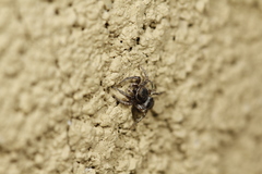 Habronattus cuspidatus