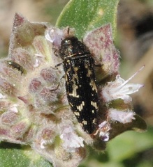 Acmaeodera connexa