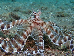 Thaumoctopus mimicus
