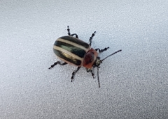 Calligrapha californica