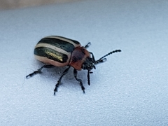 Calligrapha californica