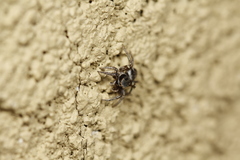 Habronattus cuspidatus