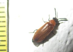 Physciolagria singularicornis