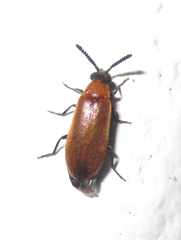 Physciolagria singularicornis