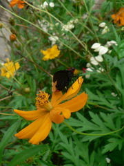 Pyrrhopyge amyclas