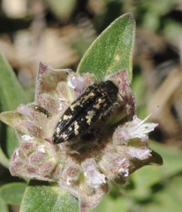 Acmaeodera connexa