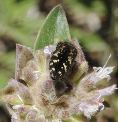 Acmaeodera connexa
