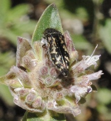 Acmaeodera connexa